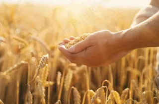 金黄的稻田手捧粮食珍惜粮食芒种世界粮食日摄影图