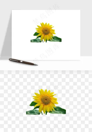 向日葵太阳花卉png免抠