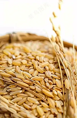 粮食稻谷米饭珍惜粮食丰收世界粮食日摄影图