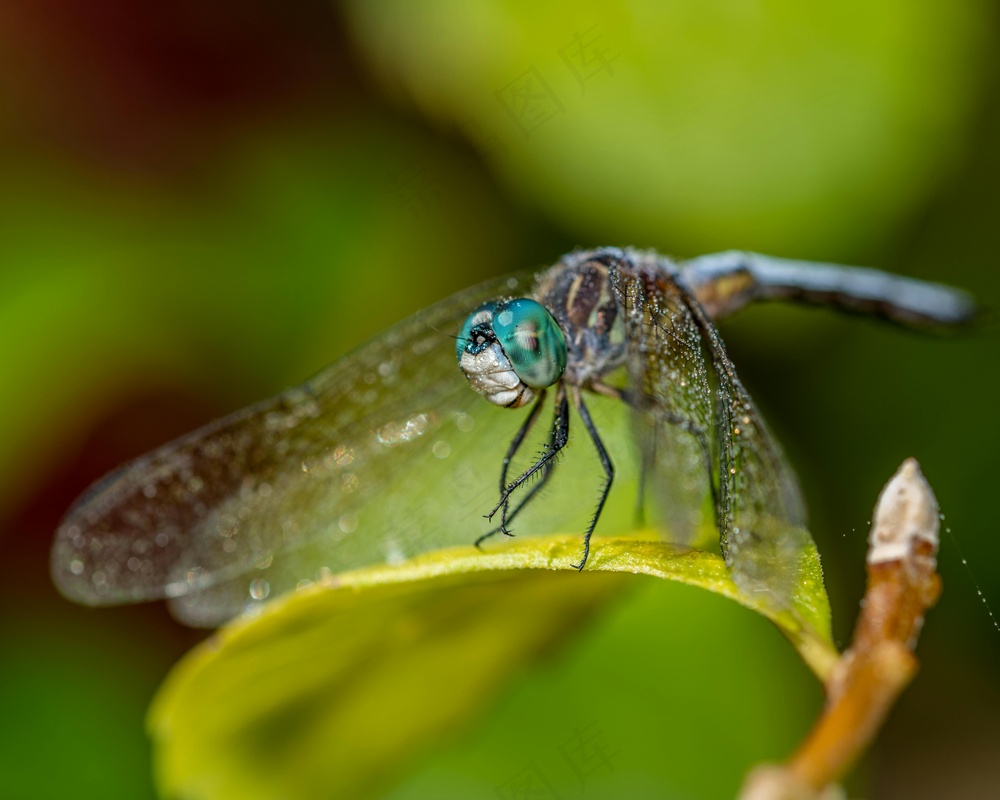 蜻蜓绿叶映彩霞