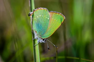 翠绿闪耀的草地精灵——蝴蝶