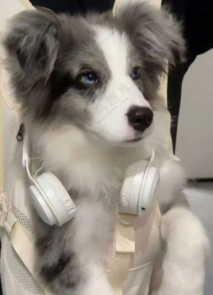 少年感的狗