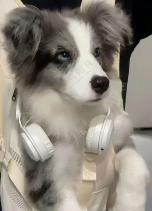少年感的狗