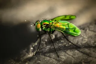 微观世界之绿色精灵