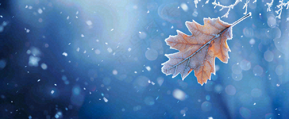 冬季大雪植物叶子上的雪花霜降小寒小雪大雪摄影图
