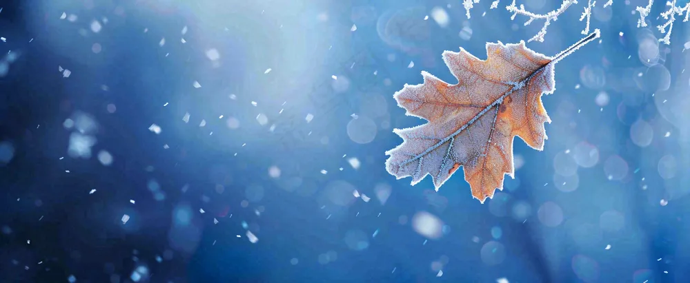 冬季大雪植物叶子上的雪花霜降小寒小雪大雪摄影图