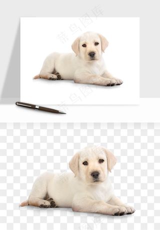 猫咪喵星人狗狗宠物元素png免抠