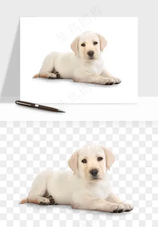 猫咪喵星人狗狗宠物元素png免抠