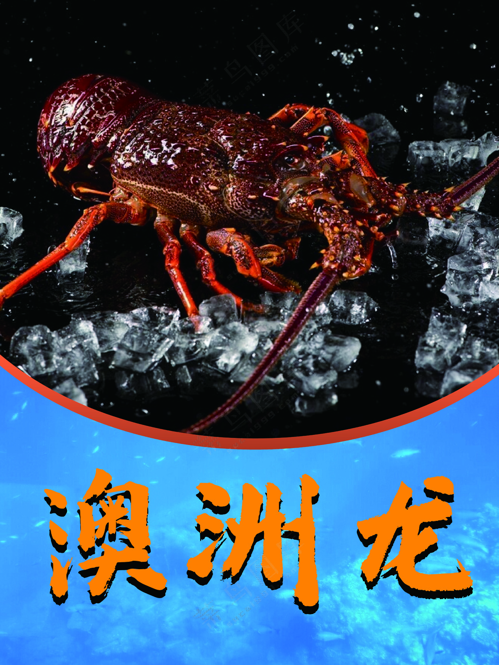  澳 洲 龙