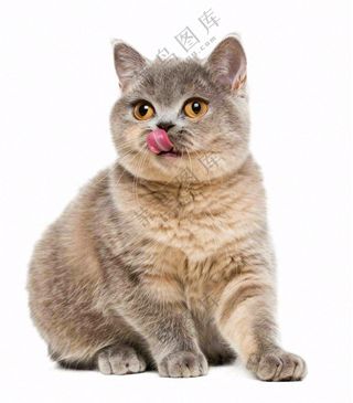 可爱小猫萌宠宠物动物免抠