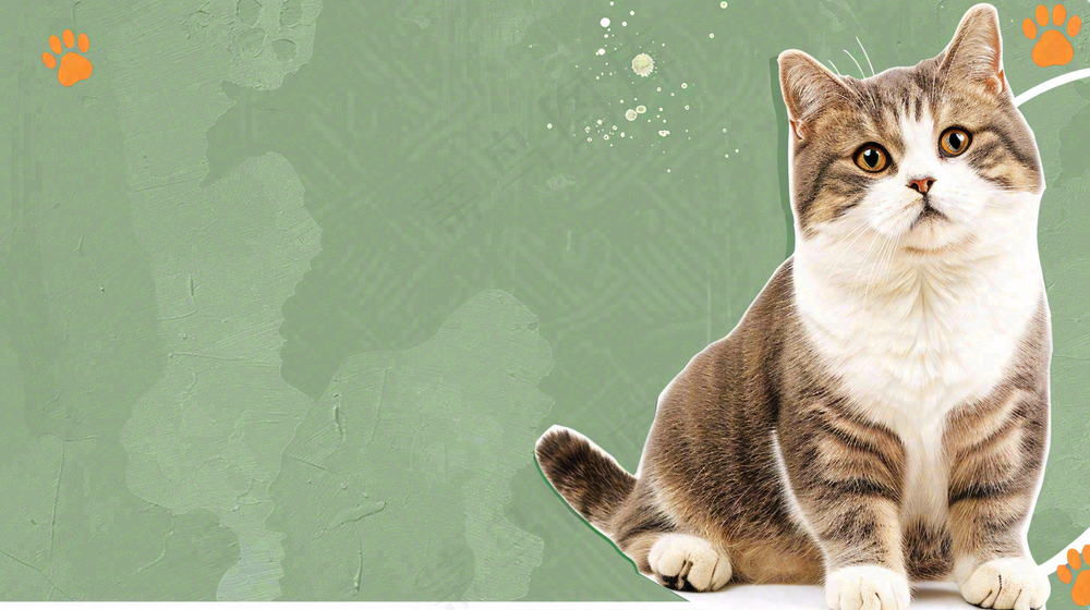 宠物常识宠物攻略猫狗卡通插画背景