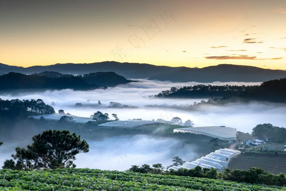 晨曦中的绿色希望：自然农业风光