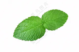 薄荷绿叶免抠