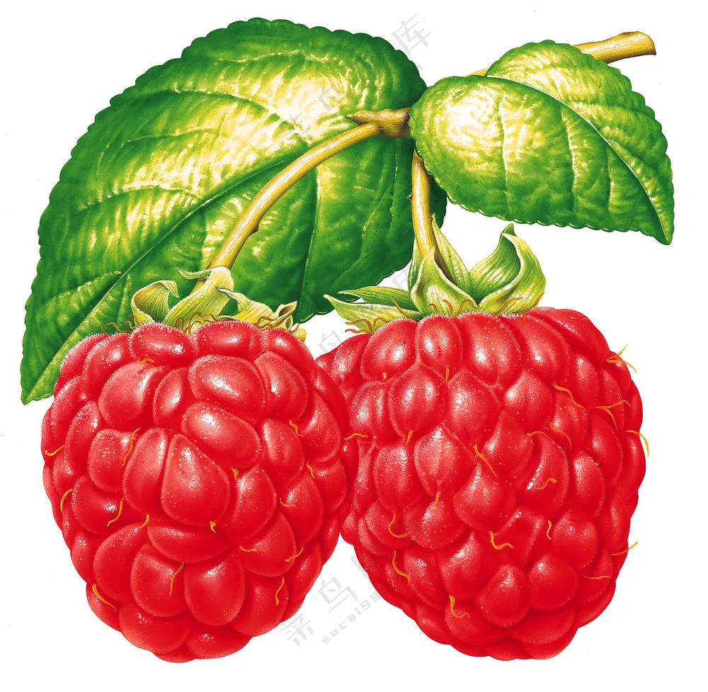 水果插画元素 (6)