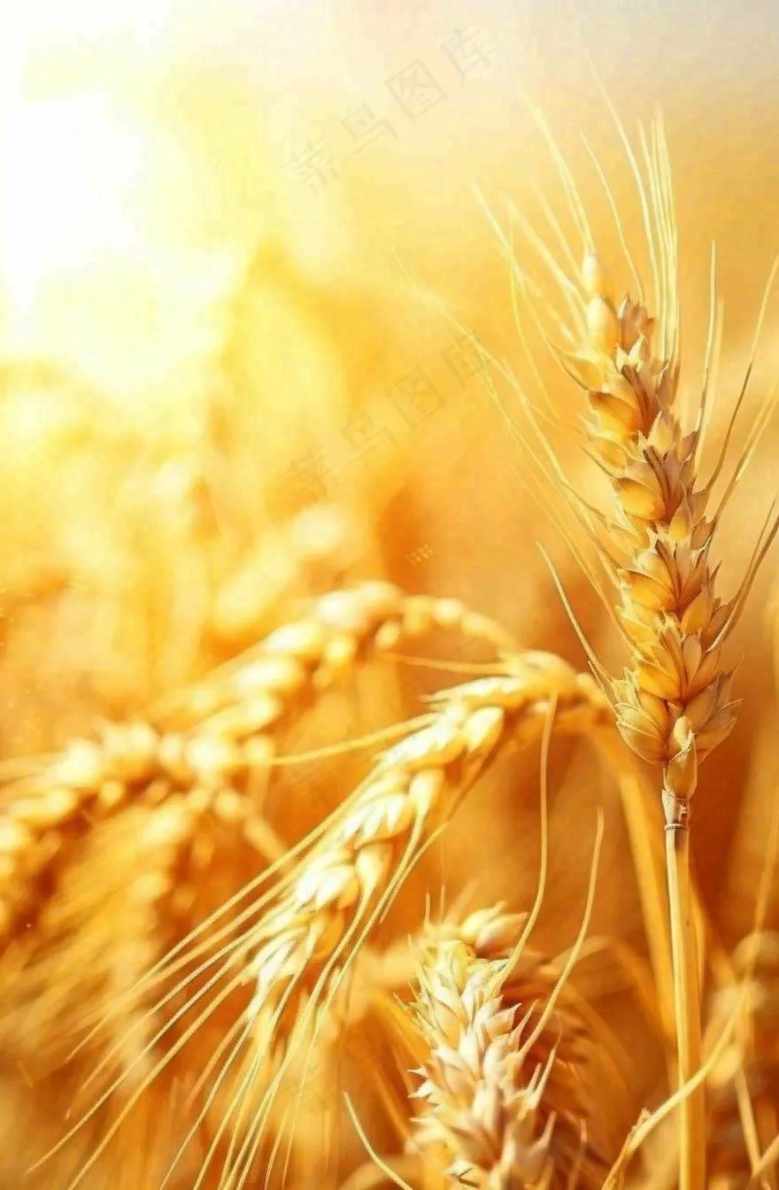 金黄的麦田小麦麦穗粮食芒种世界粮食日摄影图