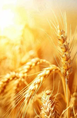 金黄的麦田小麦麦穗粮食芒种世界粮食日摄影图