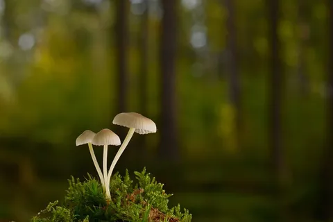 树林野生真菌蘑菇图片