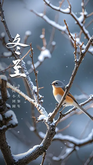 冬至节气大气节日唯美简约海报