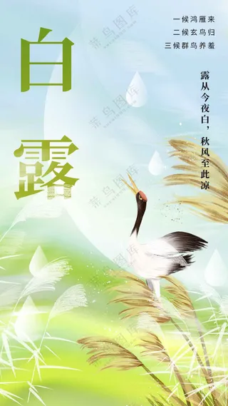 白露节气传统活动海报