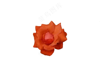 免抠花卉 雨中待开的红月季