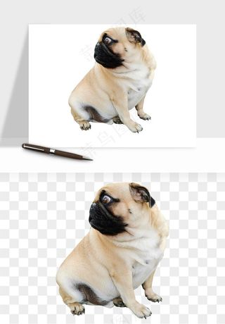 猫咪喵星人狗狗宠物元素png免抠