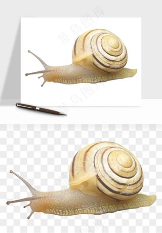 蜗牛动物png免抠