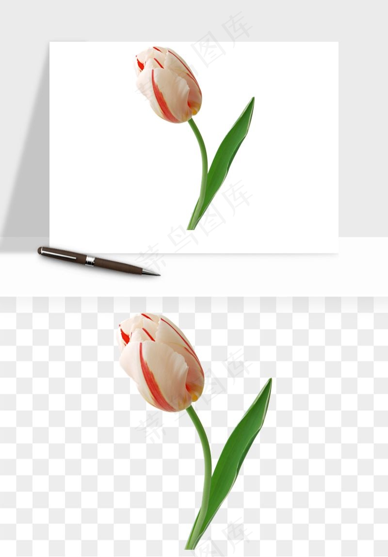 荷兰郁金香鲜花png免抠