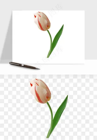 荷兰郁金香鲜花png免抠