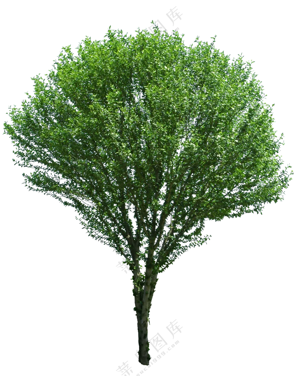 PNG免扣植物树木