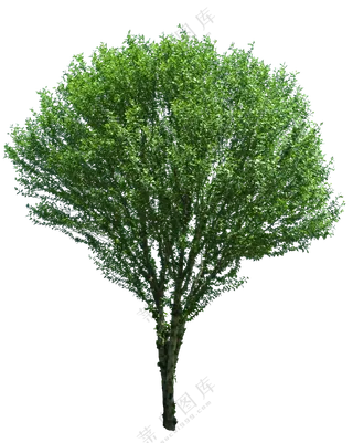 PNG免扣植物树木
