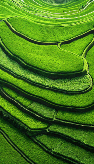 中国梯田绿色水稻小满劳动节摄影图