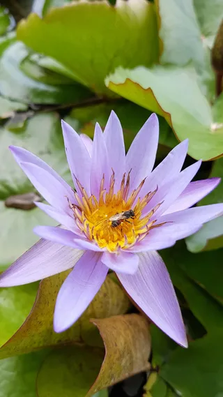 蓝色水莲映日荷，生态美景传佳话