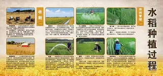 水稻生长过程稻田耕种72DPI海报