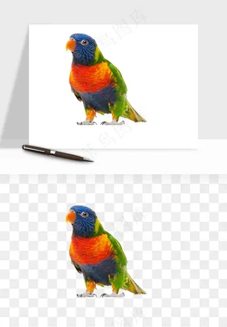 鹦鹉八哥鸟宠物png免抠