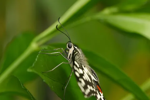 绿意盎然间的蝶舞翩跹 绿意盎然间的蝶舞翩跹
