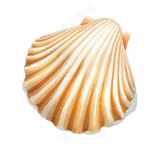海洋扇贝贝壳卡通插画免抠
