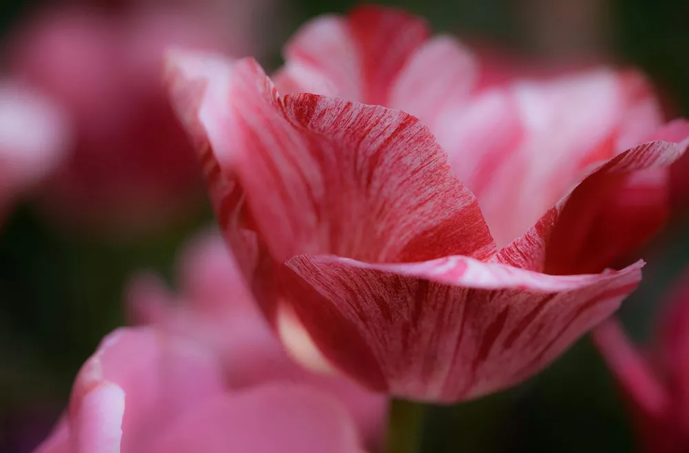 盛开粉白郁金香 - 细腻质感 - 粉红白花 - 装饰珍藏