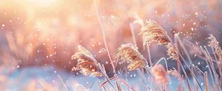 冬天下雪天的芦苇荡夕阳晚霞小雪大雪摄影图