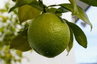 绿色柠檬水果特写图片
