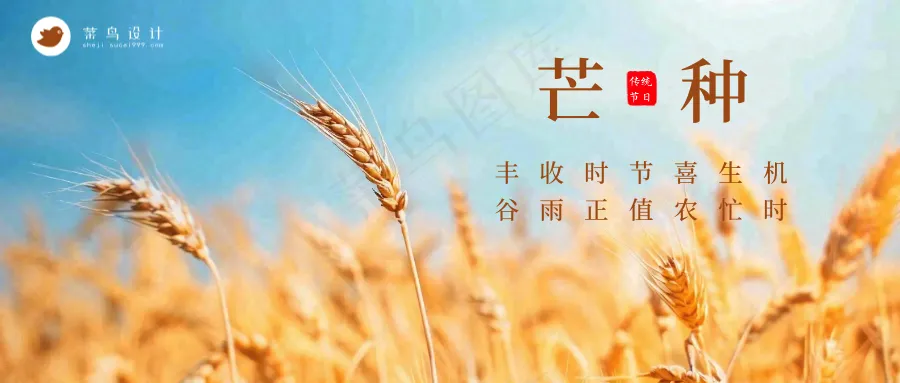 芒种公众号首图
