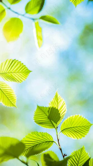 春天绿叶阳光小清新春分立夏摄影图