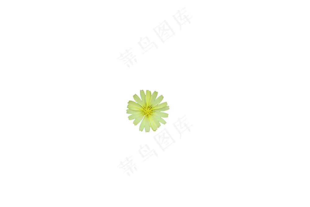 免抠花卉  中华苦荬菜