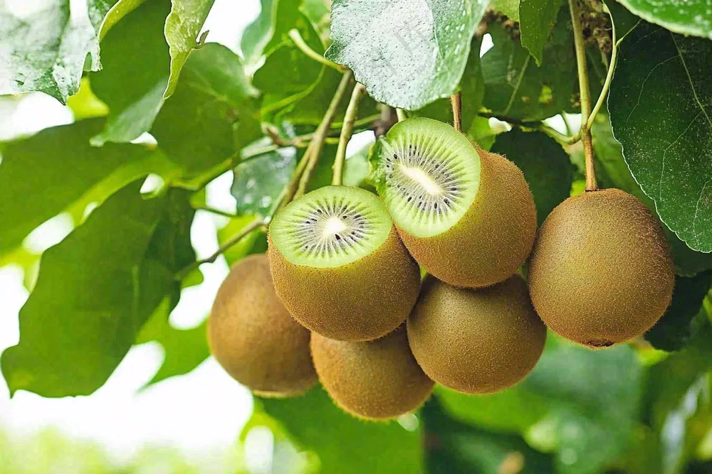 新鲜水果猕猴桃摄影图