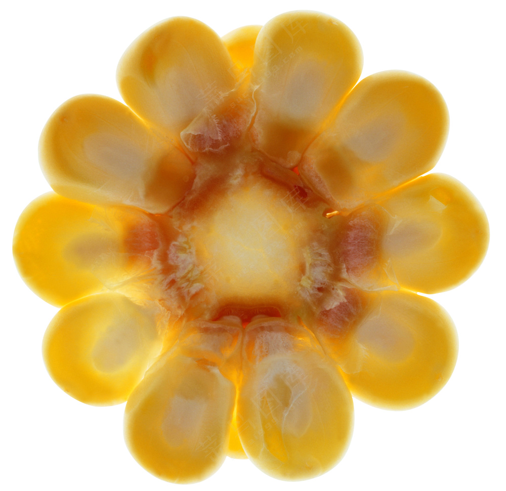 蔬菜切面图片 (13)