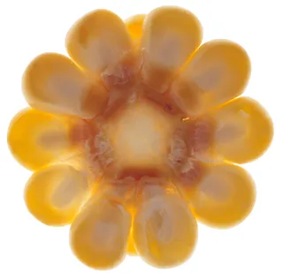 蔬菜切面图片 (13)