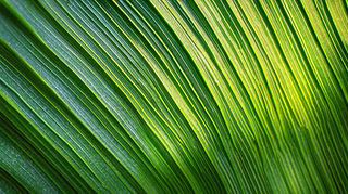 香蕉树芭蕉叶绿色植物摄影图