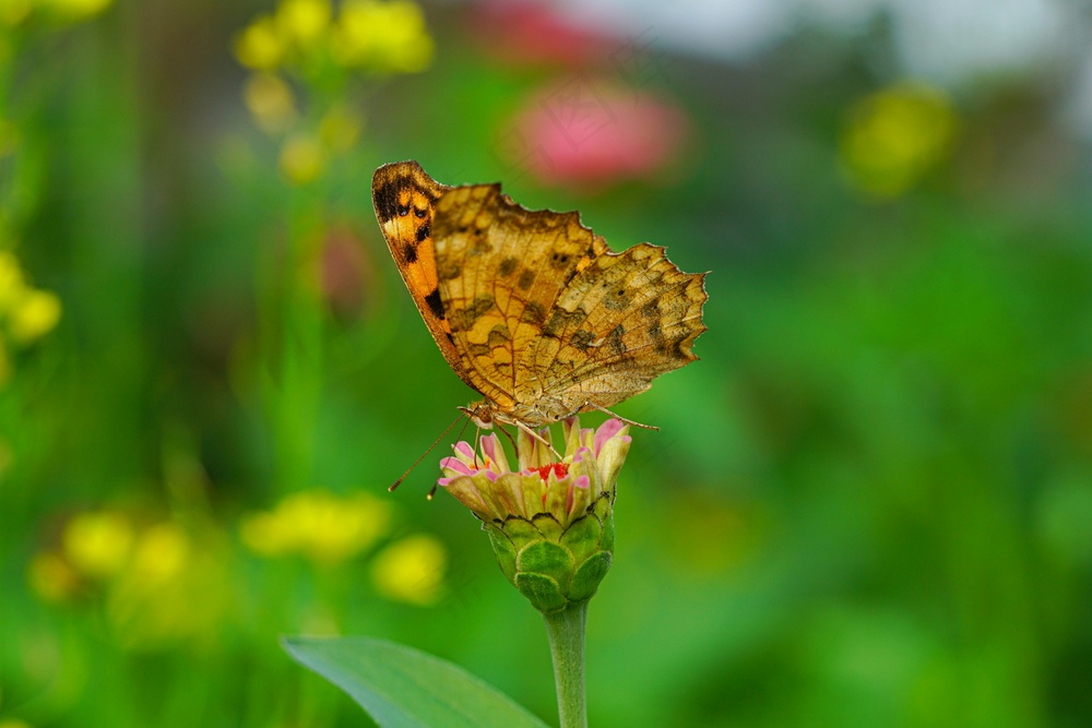 花间采蜜的精灵