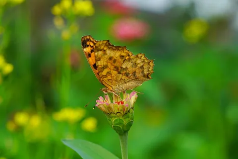 花间采蜜的精灵