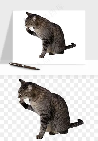 猫咪喵星人狗狗宠物元素png免抠