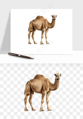 骆驼动物png免抠